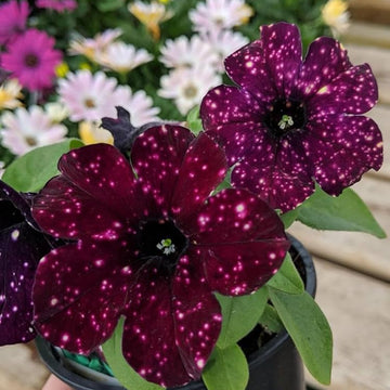 Petunia Seeds – Hybrid Maroon