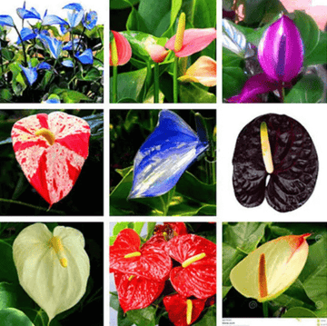 Multicolour anthurium seeds - Flower Plant
