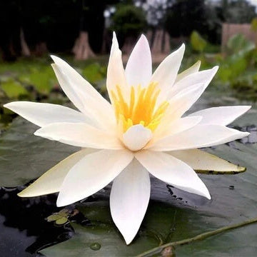 Lotus Seeds – Asiatic White