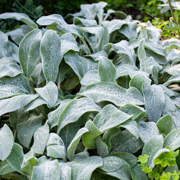 Lamb’s Ears Seeds – Silver Foliage