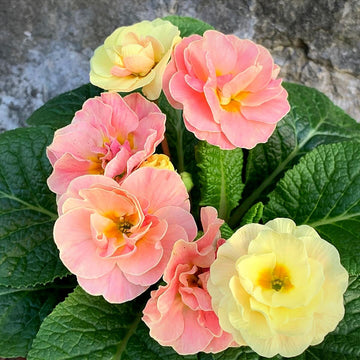 Primula Seeds - Polyantha