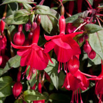 Pink Red Fuchsia Seeds