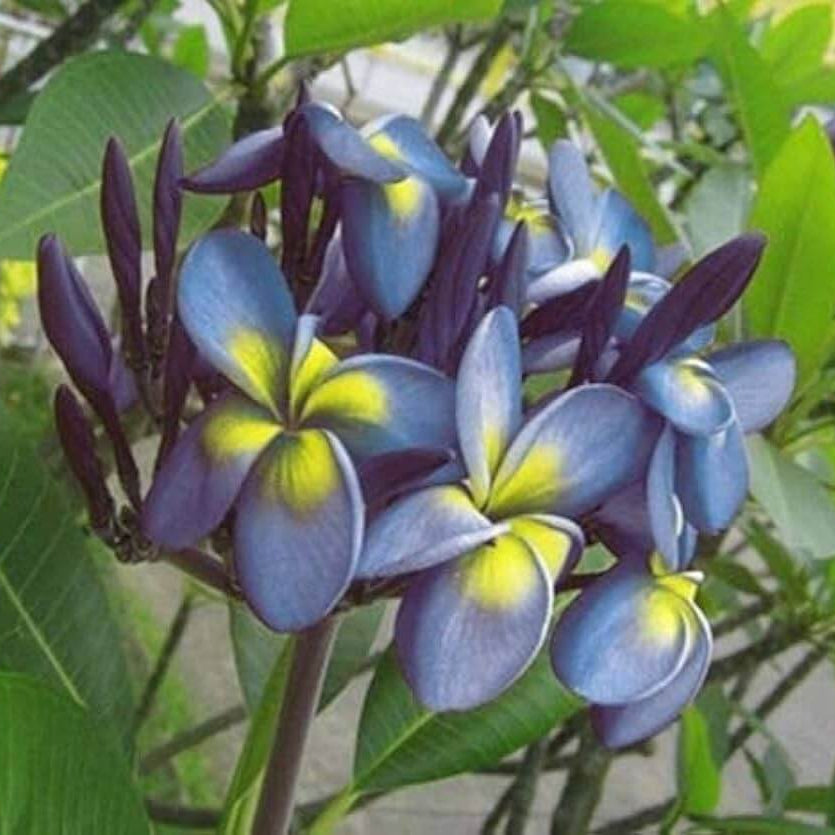 Plumeria Seeds (Frangipani) – Blue & Yellow