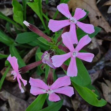 Silene Caroliniana Seeds – Wild Pink