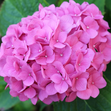 Hydrangea Seeds – Macrophylla