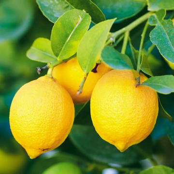Lemon Seeds – Standard
