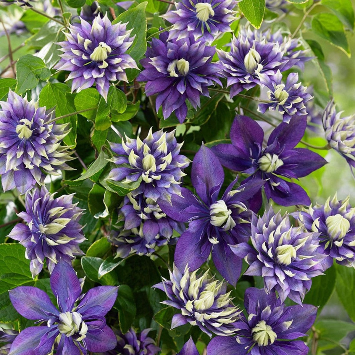 Clematis Raspberry Double Double Dark Purple Clematis Seeds | Garden Vine