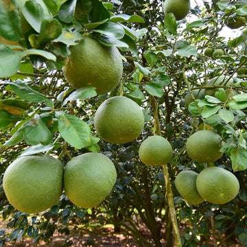 Pomelo Seeds