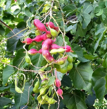 Madras Thorn Seeds – Pithecellobium dulce