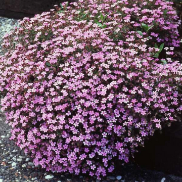 Soapwort Seeds – Ground Cover