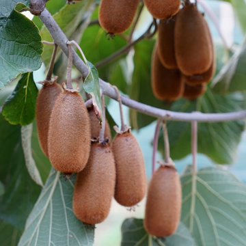 Kiwi Seeds