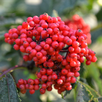 Rose Seeds – Rosa Canina