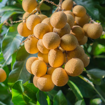 Longan Seeds – Dwarf