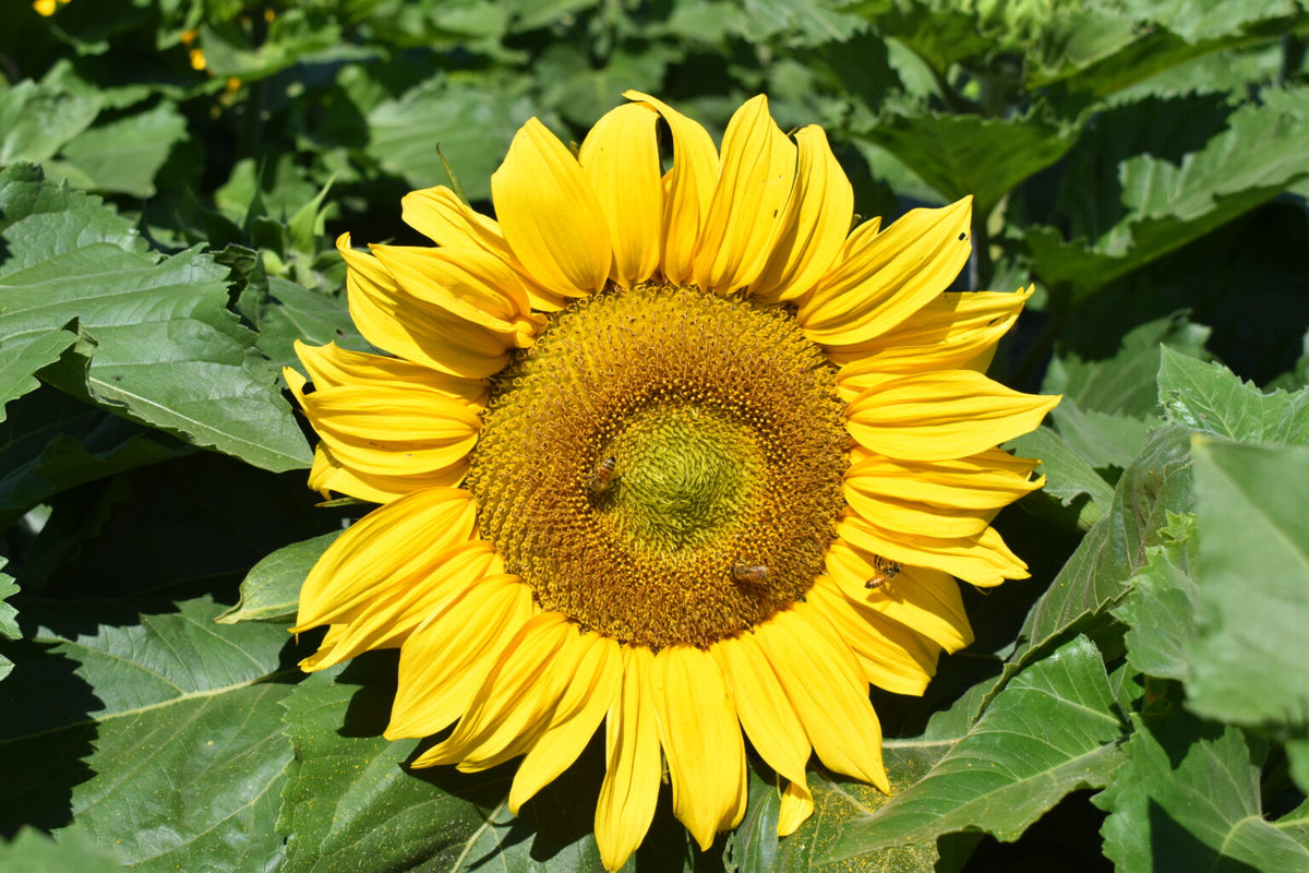 Dwarf Sunspot Sunflower Seeds | Garden Flower Plant