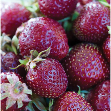 Strawberry Seeds – Purple Wonder