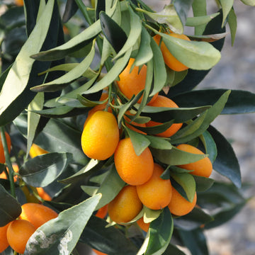 Kumquat Seeds – Nagami