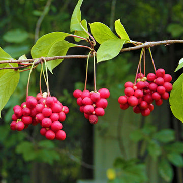 Berry Seeds – Schisandra Unique Five-Flavor