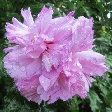 Rose of Sharon Seeds – Light Pink Double