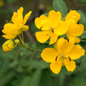 Golden Christmas Senna Seeds – Flower Plant