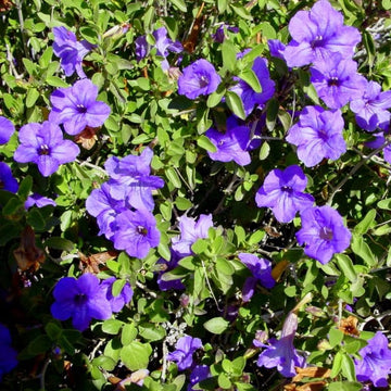 Purple Desert Seeds – Drought Tolerant Wildflower