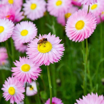 Paper Daisy Seeds – Drought Tolerant
