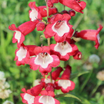 Penstemon Seeds – Hartwegii