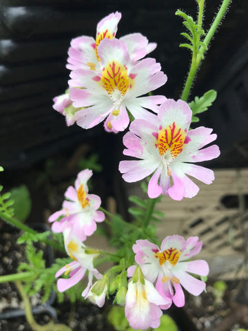 Schizanthus Seeds – Orchid