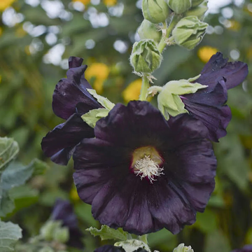Hollyhock Seeds – Blacknight
