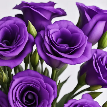 Lisianthus Seeds – Purple
