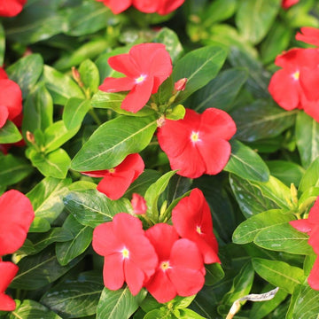 Periwinkle Seeds – Red Madagascar