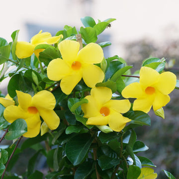 Mandevilla Seeds – Yellow Sanderi