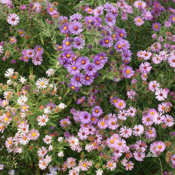 New England Aster Seeds – Hardy