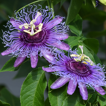 Passionflower Seeds – Purple