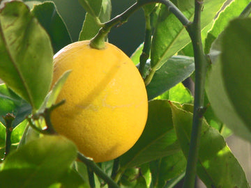 Meyer Lemon  Seeds – Dwarf Citrus