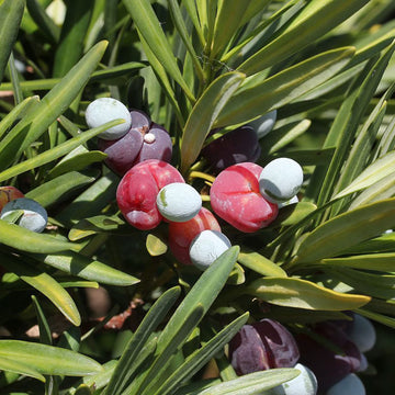 Podocarpus Seeds – Macrophyllus
