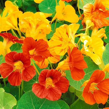 Nasturtium Seeds – Mixed Colors