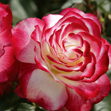 Rosa Seeds – Cherry Parfait