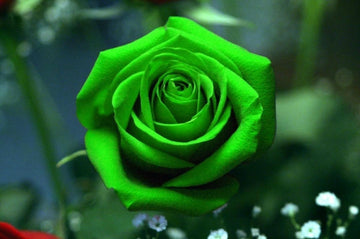Rose  Seeds – Green