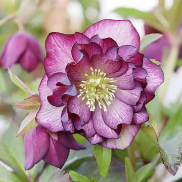 Lenten Rose Seeds – Helleborus Orientalis