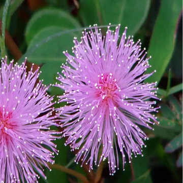 Mimosa Pudica Seeds – Sensitive Plant