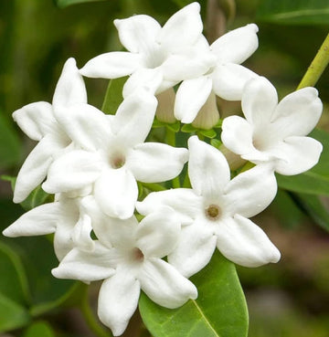 Stephanotis Seeds – Floribunda