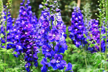 Larkspur Seeds – Blue Spire