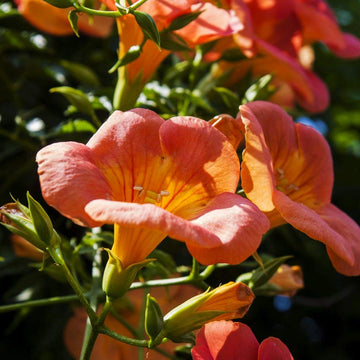 Scarlet Trumpet Vine Seeds – Climbing