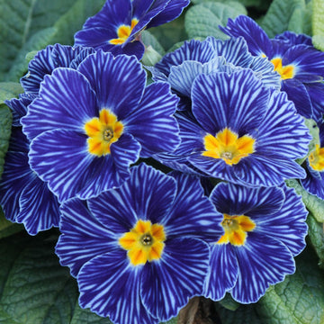 Primula Seeds – Zebra Blue