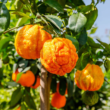 Orange Seeds – Bitter Orange