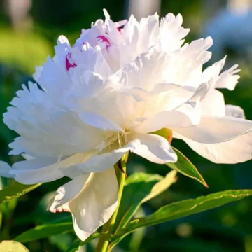 Peony Seeds - White
