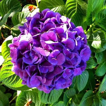 Hydrangea Seeds – Dark Purple