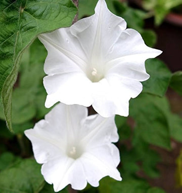 Morning Glory Seeds - White