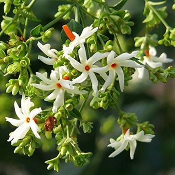 Night Blooming Jasmine Seeds – Fragrant White