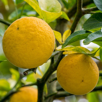 Orange Seeds – Hardy